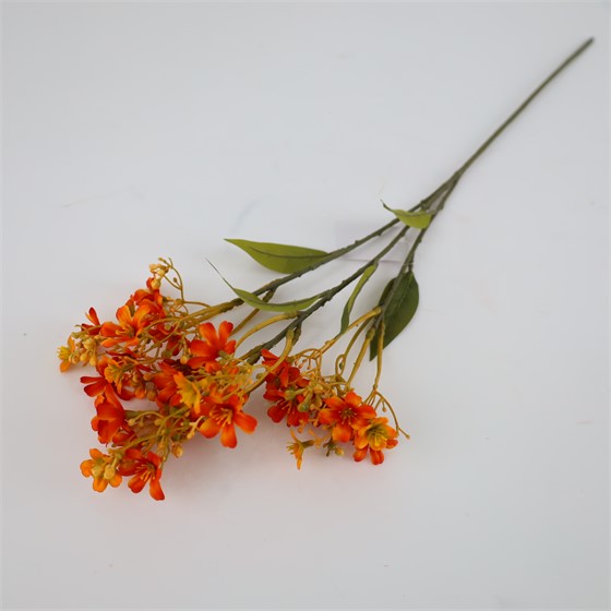 Daphne/Likovac suhi 72cm narančasta