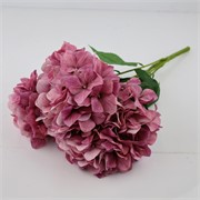 Hortenzija grm x5 57cm rosy mauve