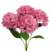 Hortenzija grm x5 57cm rosy mauve