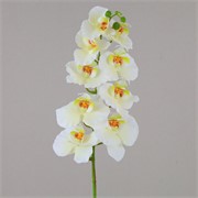 Orhideja Phalenopsis grana 98cm krem