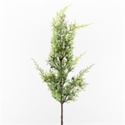 Juniperus/Borovica grana