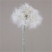 Maslačak 66cm bijela