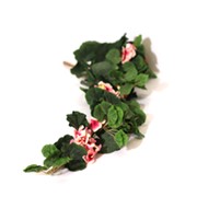 Pelargonija 90cm zelena s patinom/sv.rozi cvjetovi