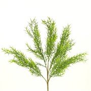 Asparagus grm 60cm zelena