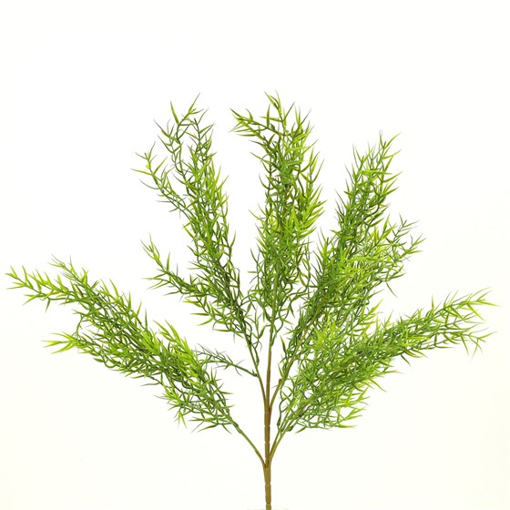 Asparagus grm 60cm zelena