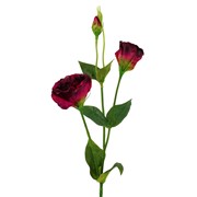 Lizijantus 67cm RT rosewine