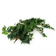 Puzavac srcoliki bršljan 120cm x13 zelena