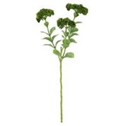 Sedum 56cm zelena