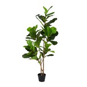 Umjetno drvo Ficus Lyrata 145cm zelena