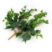 Puzavac srcoliki bršljan 75cm x7 zelena