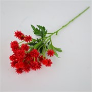 Sanicula 50cm crvena