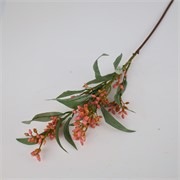 Eukaliptus pup grana 78cm roza
