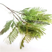 Grana mimoze 100cm zelena/crvena