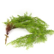 Kopar viseći grm 105cm zelena