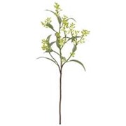 Eukaliptus pup grana 78cm sv. zelena
