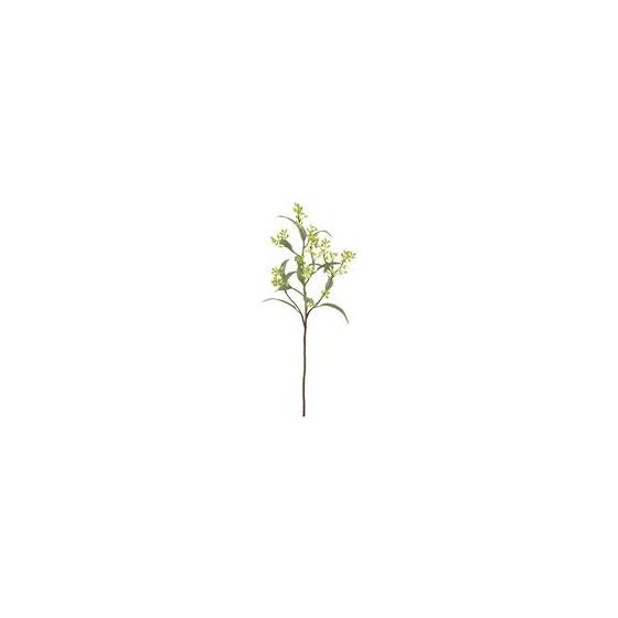 Eukaliptus pup grana 78cm sv. zelena