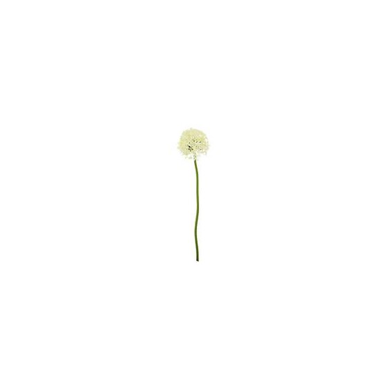 Allium 80cm krem