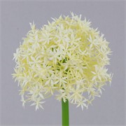 Allium 80cm krem