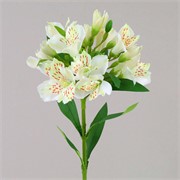 Alstomerija 72cm bijela