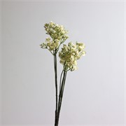 Gipsofilija suha 70cm krem