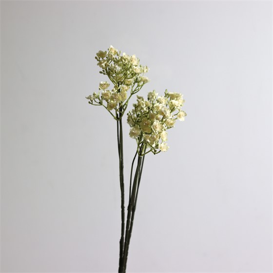 Gipsofilija suha 70cm krem