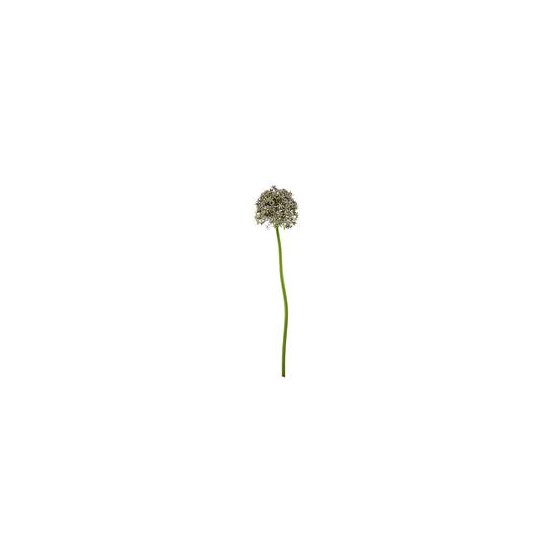 Allium 80cm lila plava