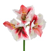 Amarilis 80cm RT bijela/burgundy