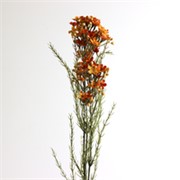 Wax flower suhi 78cm narančasta