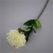 Protea 73cm cream