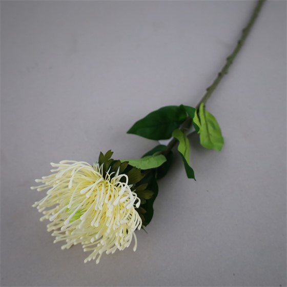 Protea 73cm cream