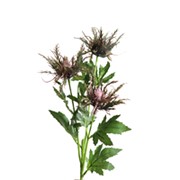 Kotrljan 67cm t.ljubičasta