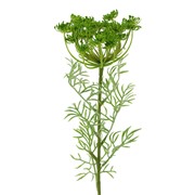 Divlja mrkva 65cm zelena