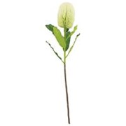 Banksija 65cm sv. zelena