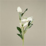 Kukurijek 56cm bijela