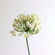 Agapantus/Afrički ljiljan 75cm krem