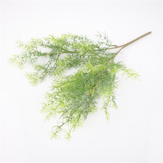 Plumosum grm 53cm sv.zelena
