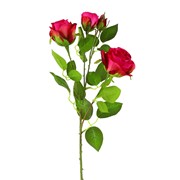 Ruže 3c+1p 65cm beauty