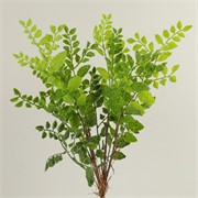Grana s listićima 60cm zelena/bijela