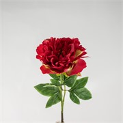 Peonija 61cm beauty
