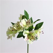 Alstroemerija 47cm krem