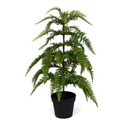 Paprat u posudi 85cm