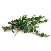 Puzavac pelargonija 76cm x7 sa 7 cvjetova zelena/sv.roza