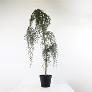 Umjetni cedar u plastičnom loncu h150cm