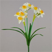 Narcisi 52cm x12 žuta/bijela
