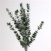 Eukaliptus 60cm zelena