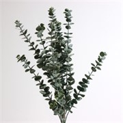 Eukaliptus 60cm zelena
