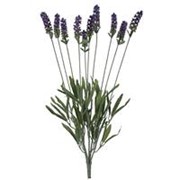 Lavanda US x10 51cm ljubičasta