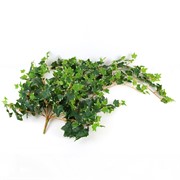 Puzavac engleski bršljan 120cm x13 zelena/bijela