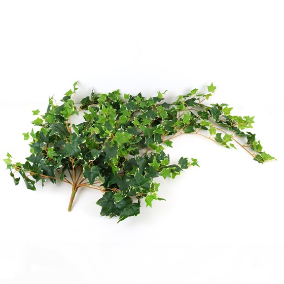 Puzavac engleski bršljan 120cm x13 zelena/bijela