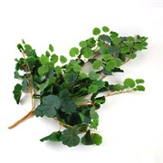 Puzavac pelargonija 90cm x7 zaprašena zelena